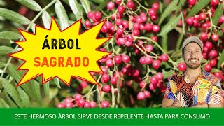 ÁRBOL SAGRADO EL MOLLE | PIMENTERO | AGUARIBAY | ANACAHUITA | SCHINUS MOLLE SCHINUS AREIRA