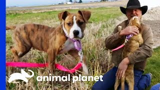 Hannah Finds The Ultimate Happy Ending At Her Forever Home | Pit Bulls & Parolees