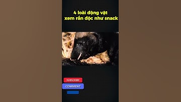 4 loài động vật xem rắn độc như snack #shorts