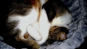 Funny And Cute Cat 😸 Snoring Loud During When Sleeping 💤