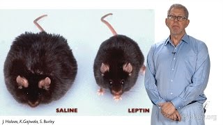 Jeffrey Friedman (Rockefeller U./HHMI): The Causes of Obesity and the Discovery of Leptin