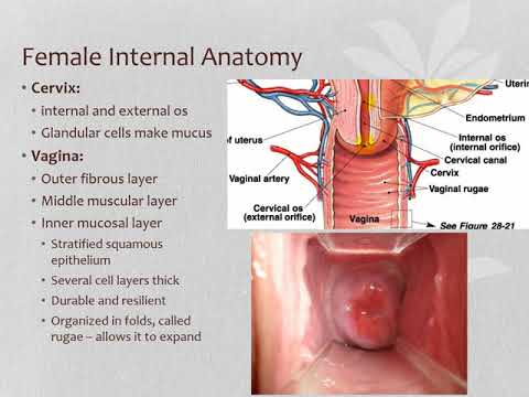 Hsb Lecture 7a Internal Female Anatomy Youtube
