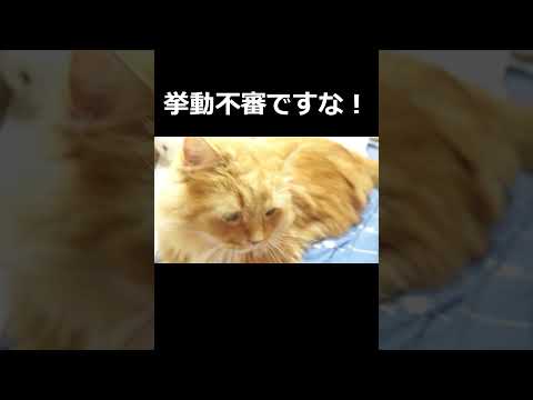 【猫】ネコは飼い主の物を隠す！#ねこ #ラガマフィン #猫のいる生活 #猫のいる暮らし #ねこあるある #ねこすく #ねこまる #まるすく