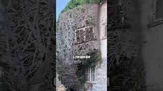 Почему нужно убирать плющ🤯 #интересное #плющ #хочуфакты