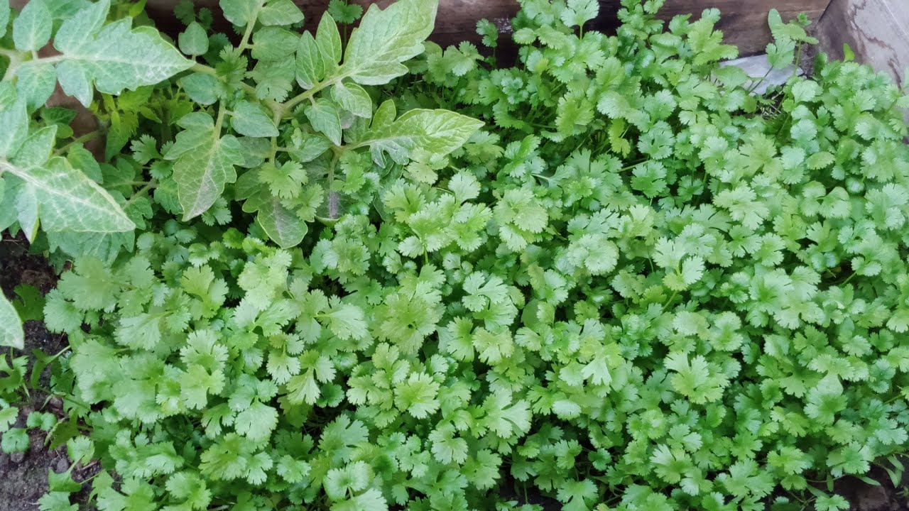 Rooftop garden dhaniya cutting coriander fresh & healthy 