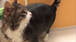 シャワーを浴びる猫 ノルウェージャンフォレストキャットA cat takes a shower.Norwegian Forest Cat.