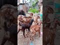 ছাগল গুলা কি সুন্দর।