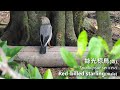 深圳灣觀鳥日記23（2021 04 01）Birding at Shenzhen Bay 23