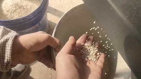 M96 rice color sorter machine #rice