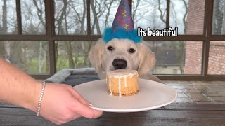 Golden Retriever Pup Celebrates First Birthday