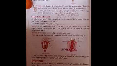 L-6 Teeth And Microbes (part 2)