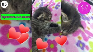 Удивительные кошки с цветами и красивой музыкой. Удивительные кошки с цветами и красивой музыкой.