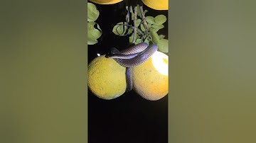 đôi rắn hổ hành kêt giao #cobra #snake