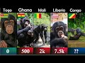 Chimpanzee population by country | DWA