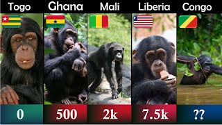 Chimpanzee population by country | DWA