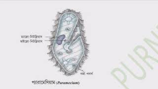 রাজ্য (KINGDOM) Protista ||বাংলায় NCERT CLASS 9||BIOLOGY||ANIMAL KINGDOM|| RAILWAY ONE SHOT PYQS