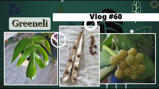 Vlog plantes#60 - Updates jardin; des boutures; suite glycine et pédoncules de hoya (mai 2024)