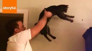 Owner And Cat Team Up To Kill Insect Owner And Cat Team Up To Kill Insect