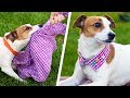 13 Cute Dog Hacks! Paw-sitively Creative DIY Crafts