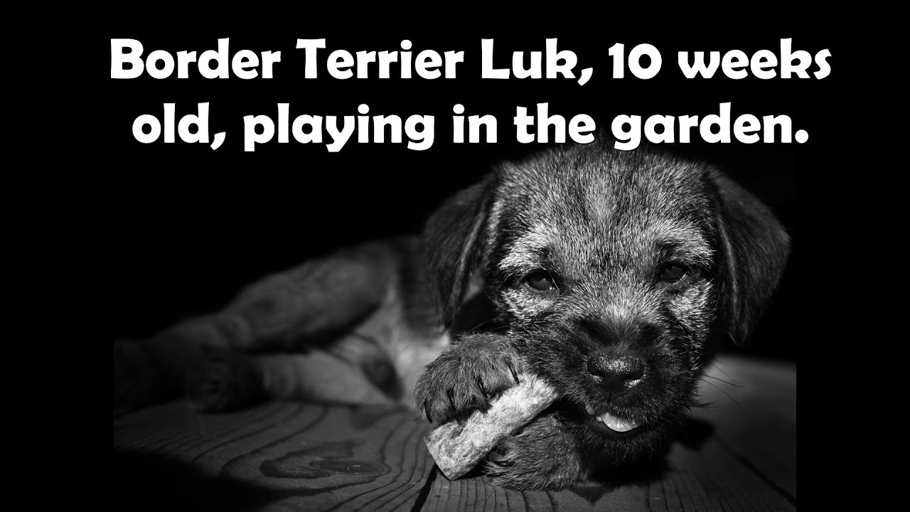 Border Terrier Luk, playing in the garden. 