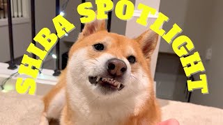 Shiba Spotlight: 10 Outstanding Traits That Make Them Top Companions by Super Shiba 2,038 views 5 months ago 11 minutes, 2 seconds