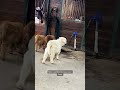 Throwback! Horses want to see the baby mini cows during their nighttime barn adventures
