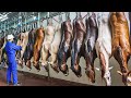 Millions Horses Farming For Meat In China Farms Horse Harvesting And Processing Modern Technology Millions Horses Farming For Meat In China Farms Horse Harvesting And Processing Modern Technology