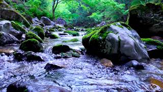 A Small Stream with mossy rocks. Mountain Stream Water Sounds/ Sleep/ Meditate/ Anxiety Relief.