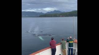 The Boat Company Alaska Cruises  Whale Watching