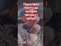 Підготовка ґрунту до посадки часнику і цибулі #озимацибуля #озимийчасник #підготовкаґрунту