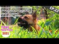 ഹാപ്പി ന്യൂ ഇയർ ! 🐶 🐱 | Puppykuttan Webseries Malayalam Comedy EP 23