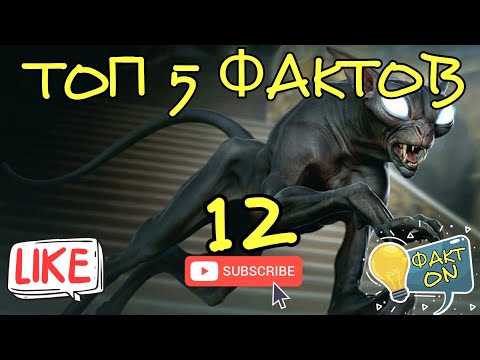 КАК НАЙТИ ОБЩИЙ ЯЗЫК СО СВОИМ КОТОМ