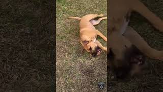 BCSO: Bondable Pup Scrappy