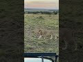 Majestic Lion in Tsavo National Park | Powerful King of Kenya’s Wild Savannah 🦁🇰🇪 #NatureLovers