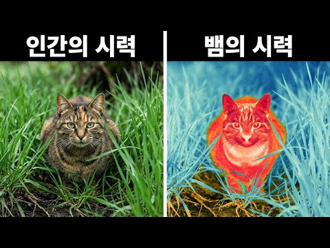 인간의 시각은 동물의 시각에 비하면 농담에 불과하다