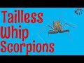 Tailless Whip Scorpions - Damon diadema