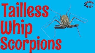 Tailless Whip Scorpions - Damon diadema screenshot 2