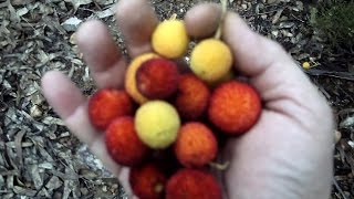 Antes y despues de Villarta Los Madroños 2014