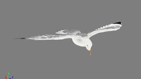 3d animated seagull model preview