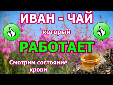 Правильный Иван чай, как влияет на кровь