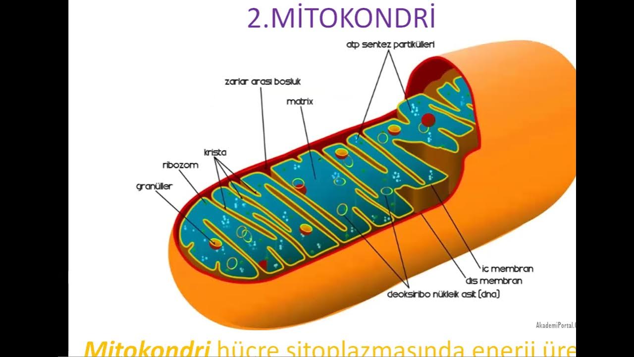 Органоиды митохондрии строение. Митохондрия двумембранный органоид. Митохондрии энергетические станции. Межмембранное пространство митохондрий.