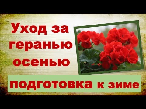 Уход за геранью осенью, подготовка к зиме