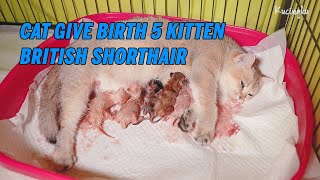 Cat Giving Birth to 5 Kittens With  Different Color Golden (ENG SUB) by Arif Niza 76,203 views 2 years ago 16 minutes