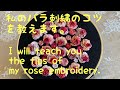 左利きさんの刺繍教室第26 回 私のバラ刺繍のコツ（糸は3本取り）Tips for embroidering my roses (take 3 threads)