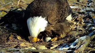 DNF lays her first egg of 2024! by Raptor Resource Project 2,488 views 2 months ago 9 minutes, 24 seconds