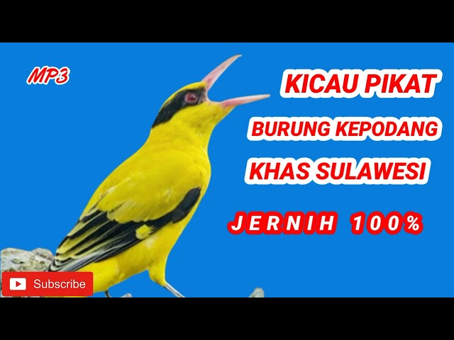 SUARA PIKAT YANG DI RAHASIAKAN OLEH PEMIKAT BURUNG KEPODANG || KHAS SULAWESI || PALING JERNIH. class=