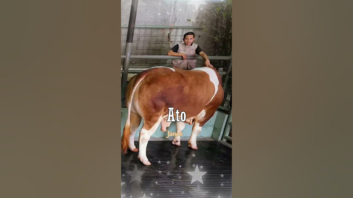 PAWANG SAPI JUMBO_4 PENGASUH SAPI JUMBO IRFAN HAKIM #shorts #artis #aktor #irfan #sapi #keeper