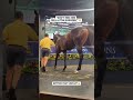 “Don’t Miss Him for a Little Hundred!” | $2M Frankel Colt at Magic Millions