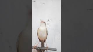 masteran burung klik-klik jawara || kicau tegal