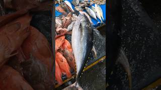 Amazing Tuna fish village fish market SriLanka?? කොහොමද? fish??  shorts